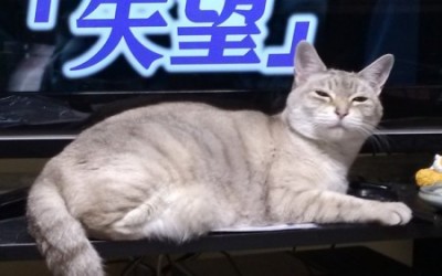 ぴぴ様的スペック評価